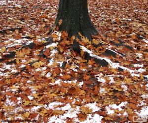 puzzel Bladeren en sneeuw