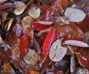 puzzel Bladeren van de herfst nat