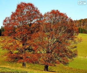 puzzel Bladverliezende bomen