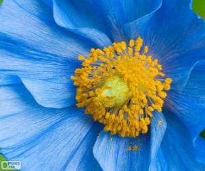 puzzel Blauwe bloem