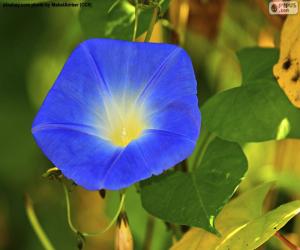 puzzel Blauwe morning glory