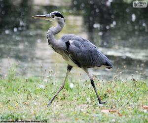 puzzel Blauwe reiger lange benen