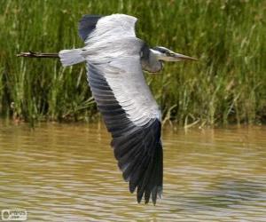 puzzel Blauwe reiger