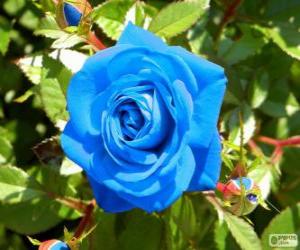 puzzel Blauwe roos