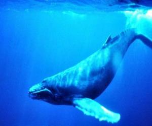 puzzel Blauwe vinvissen, de blauwe vinvis is het grootste dier dat ooit op aarde geleefd