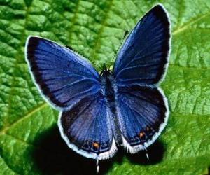 puzzel blauwe vlinder met vleugels wijd open