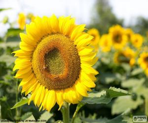 puzzel Bloem van de zonnebloem