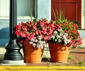 puzzel Bloemen in een pot of bloempot