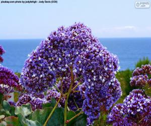 puzzel Bloemen van Limonium perezii