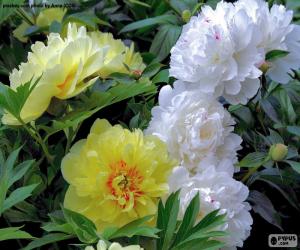 puzzel Bloemen van peony