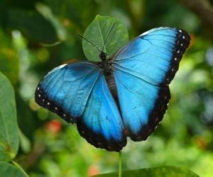 puzzel Blue butterfly