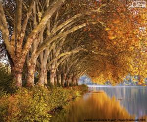 puzzel Bomen door het meer in de herfst