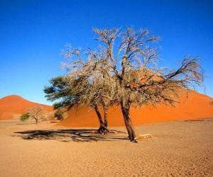 puzzel Bomen in de woestijn