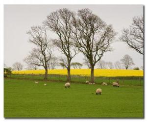 puzzel Bomen in het Engels platteland