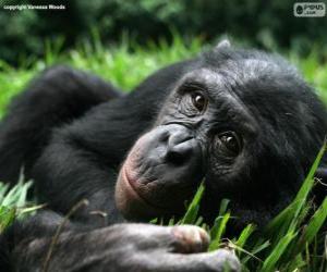 puzzel Bonobo of dwergchimpansee