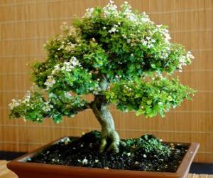 puzzel Bonsai boom, miniatuur boom in een lade na de Japanse kunst van Bonsai