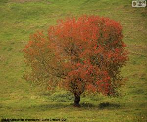 puzzel Boom in de herfst