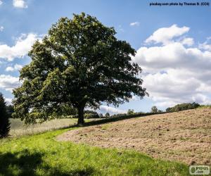 puzzel Boom in een geploegd veld