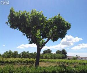 puzzel Boom in het veld