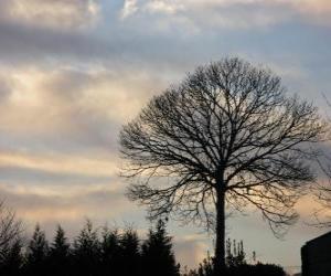 puzzel Boom zonder blad in de winter