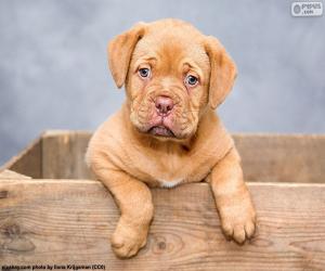 puzzel Bordeauxdog pup