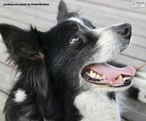 puzzel Border collie kop