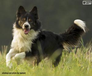 puzzel Border Collie