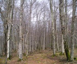 puzzel Bos zonder bladeren in de winter