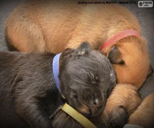 puzzel Boxer pups