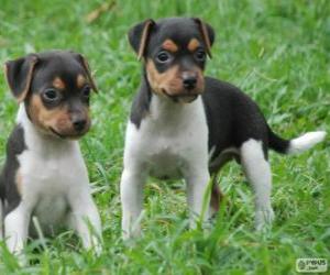 puzzel Braziliaanse Terriër Puppies