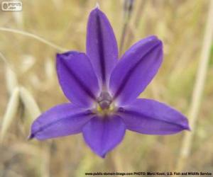 puzzel Brodiaea filifolia