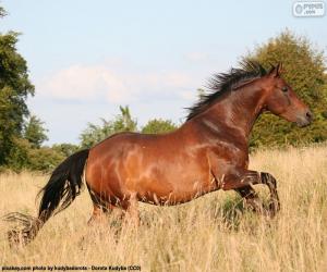 puzzel Bruin paard lopen