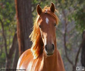 puzzel Bruin paard vanaf de voorzijde