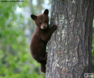 puzzel Bruine beer cub klimt een boom