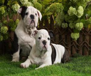 puzzel Bulldog Puppies