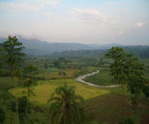 puzzel Bwindi Impenetrable Forest, Uganda.