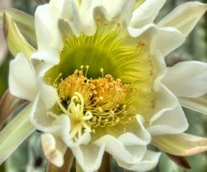 puzzel Cactus Flower