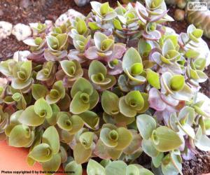 puzzel Callisia repens