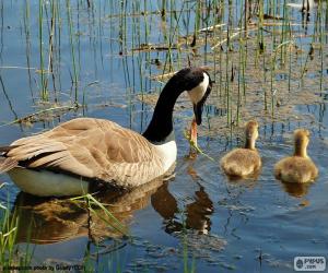 puzzel Canadese gans in het meer