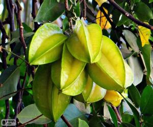 puzzel Carambola's, exotisch fruit