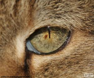 puzzel Cat's eye