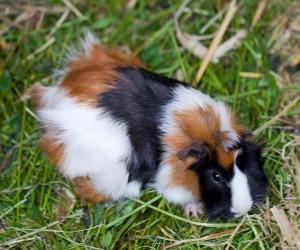 puzzel Cavia