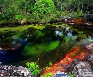 puzzel Caño Cristales, Colombia