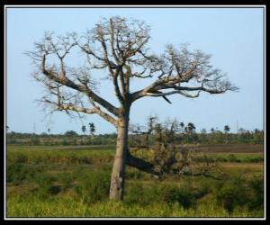 puzzel Ceiba