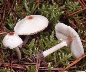 puzzel Champignons met lange steel