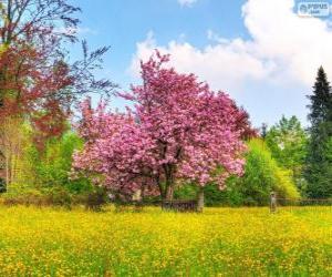 puzzel Cherry tree in het voorjaar van