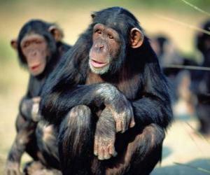 puzzel Chimpansee op de grond zitten