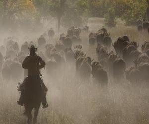 puzzel Cowboy leiden van een kudde