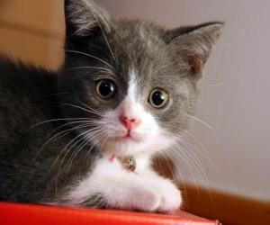puzzel Cute kitten