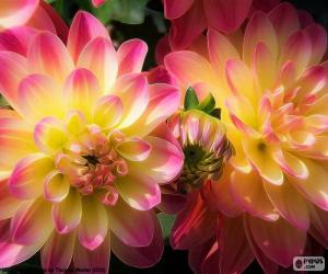 puzzel Dahlia roze en geel